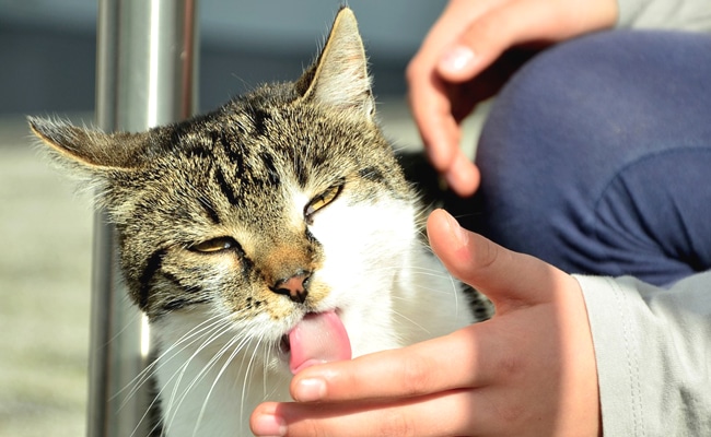 chat leche point de suture