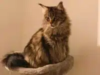 races de chats les plus intelligentes - Maine Coon